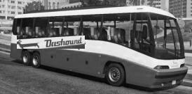 Brute   Dashound